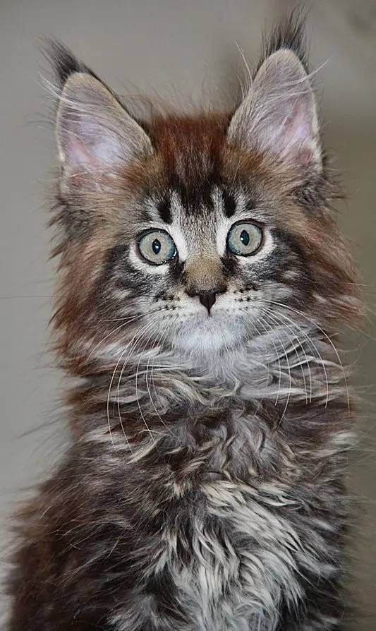 Кошки с кисточками на ушах: названия пород, их описания и фото