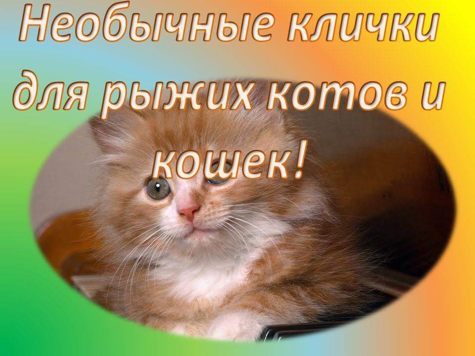 Как выбрать прикольные клички для котов? » клички.ру - красивые клички и имена для животных!