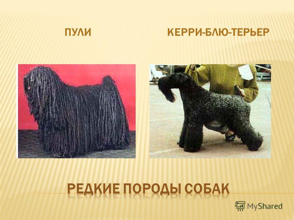 Керри-блю-терьер: фото и описание породы собак
керри-блю-терьер: фото и описание породы собак