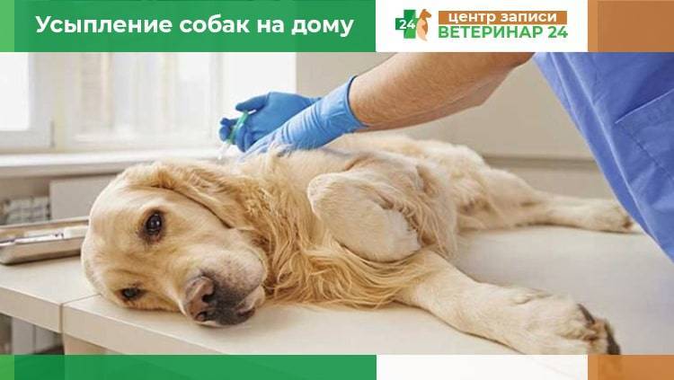Как усыпить собаку в домашних условиях самому на время или навсегда гуманно и безболезненно?