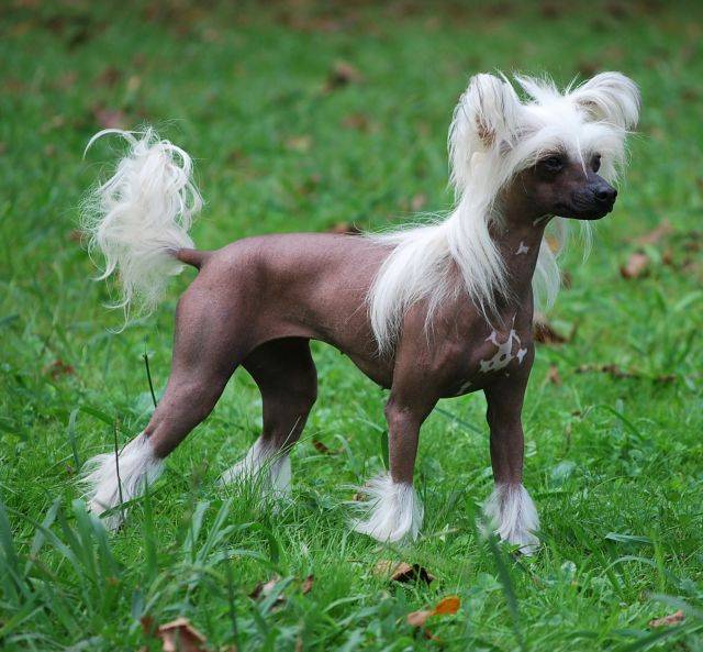 Китайская хохлатая пуховая собака (27 фото): описание породы. чем кормить щенков? особенности ухода за шерстью