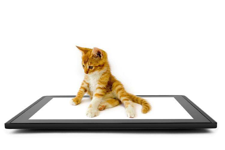 Игры и приложения для кошек на ipad