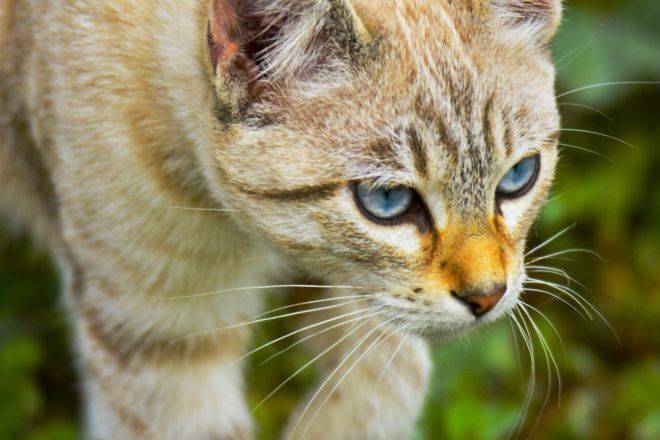 Охос азулес: описание породы, характер кошки, советы по содержанию и уходу, фото