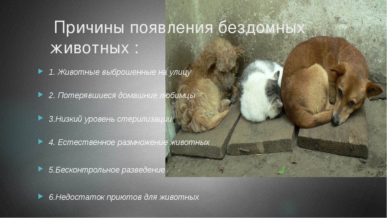 Почему погибают животные. Бездомные животные. Презентация на тему бездомные животные. Презентация про бездомных животных. Выброшенные животные на улицу.