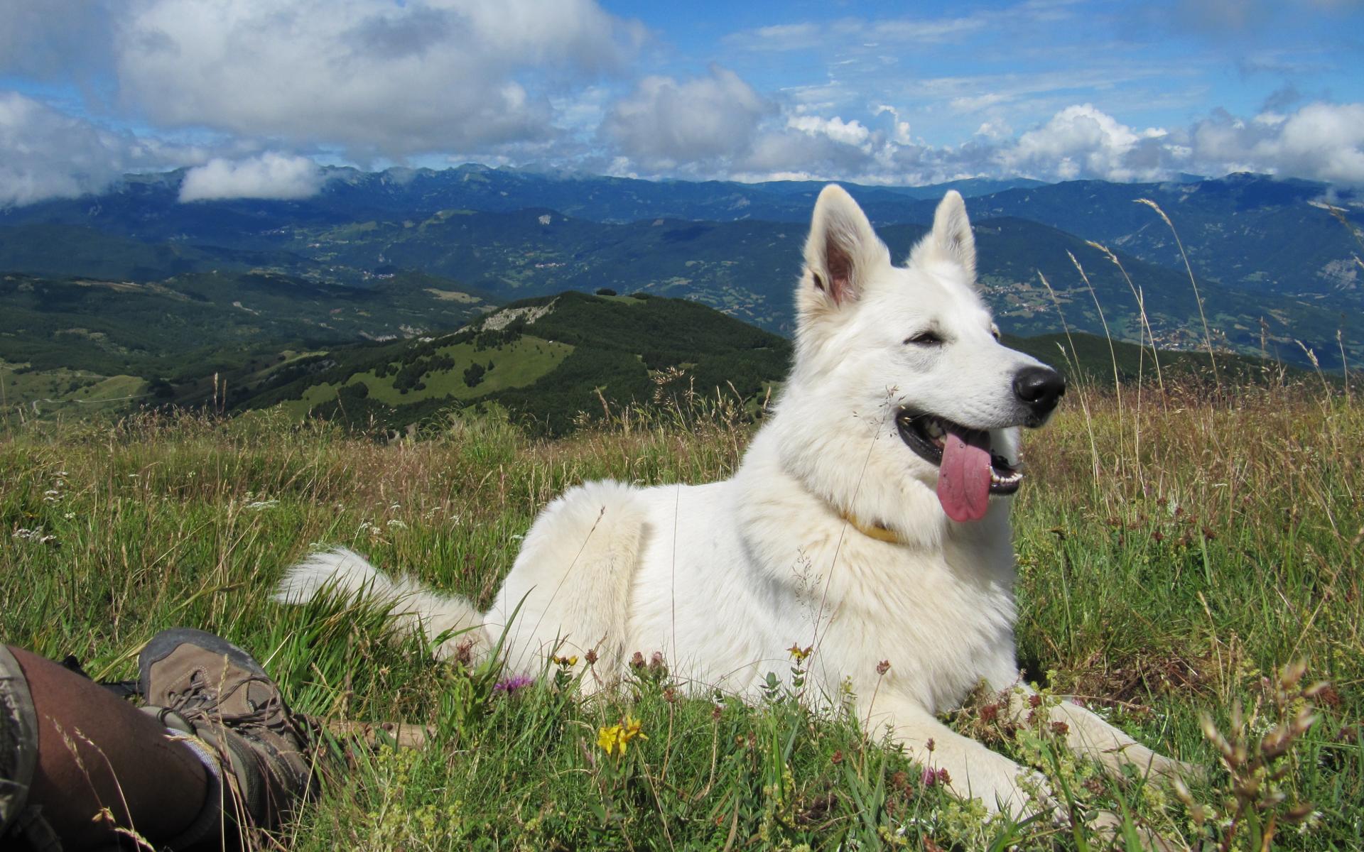 Белая швейцарская овчарка: характеристика породы, описание и фото