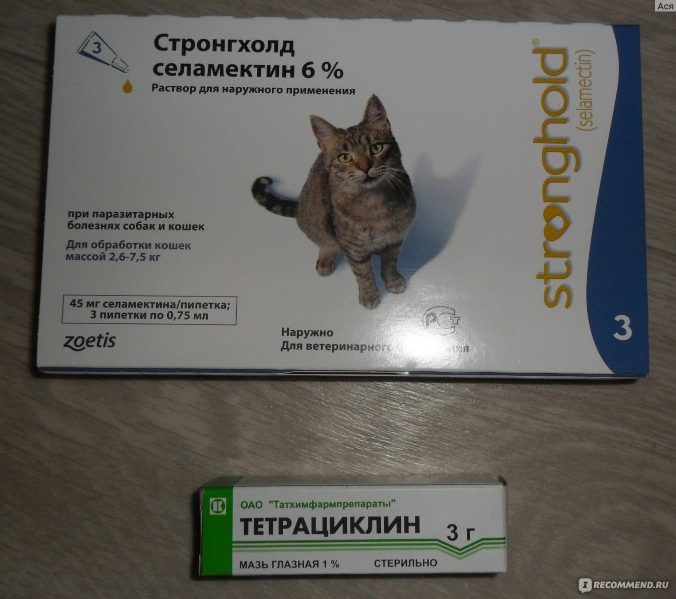 Таблетки от глистов для кошек – описание препаратов