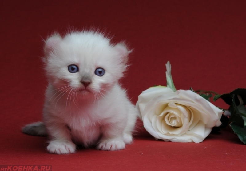 Самая маленькая порода кошек в мире - фото и описание