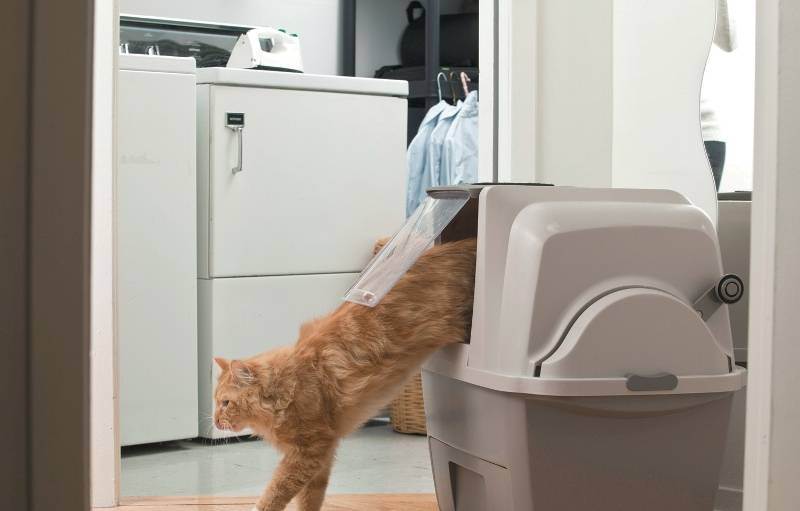 Лоток для кошек (52 фото): выбираем кошачий туалет, пакеты и совок, размеры угловых и других разновидностей
