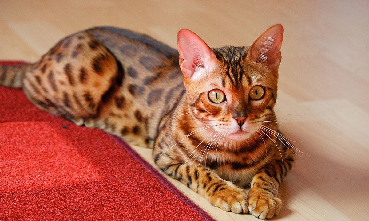 Бенгальская кошка (prionailurus bengalensis): характер, внешний вид, уход, здоровье + 100 фото бенгалов с красивым окрасом