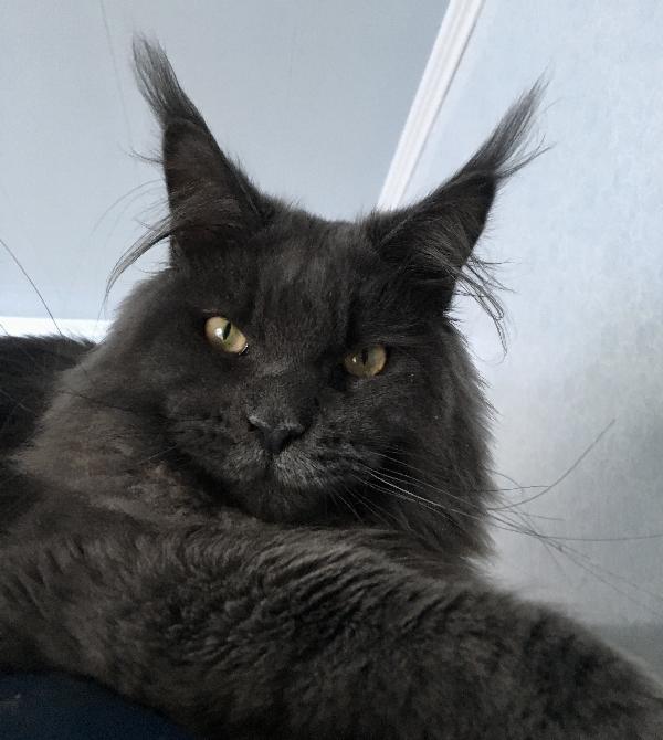 Смена зубов у котят