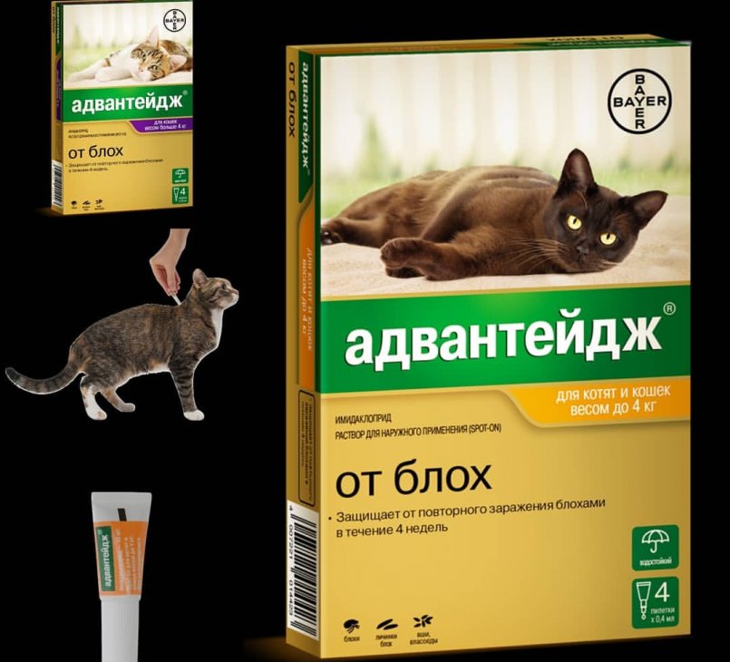 Адвантейдж для кошек: применение и описание препарата
