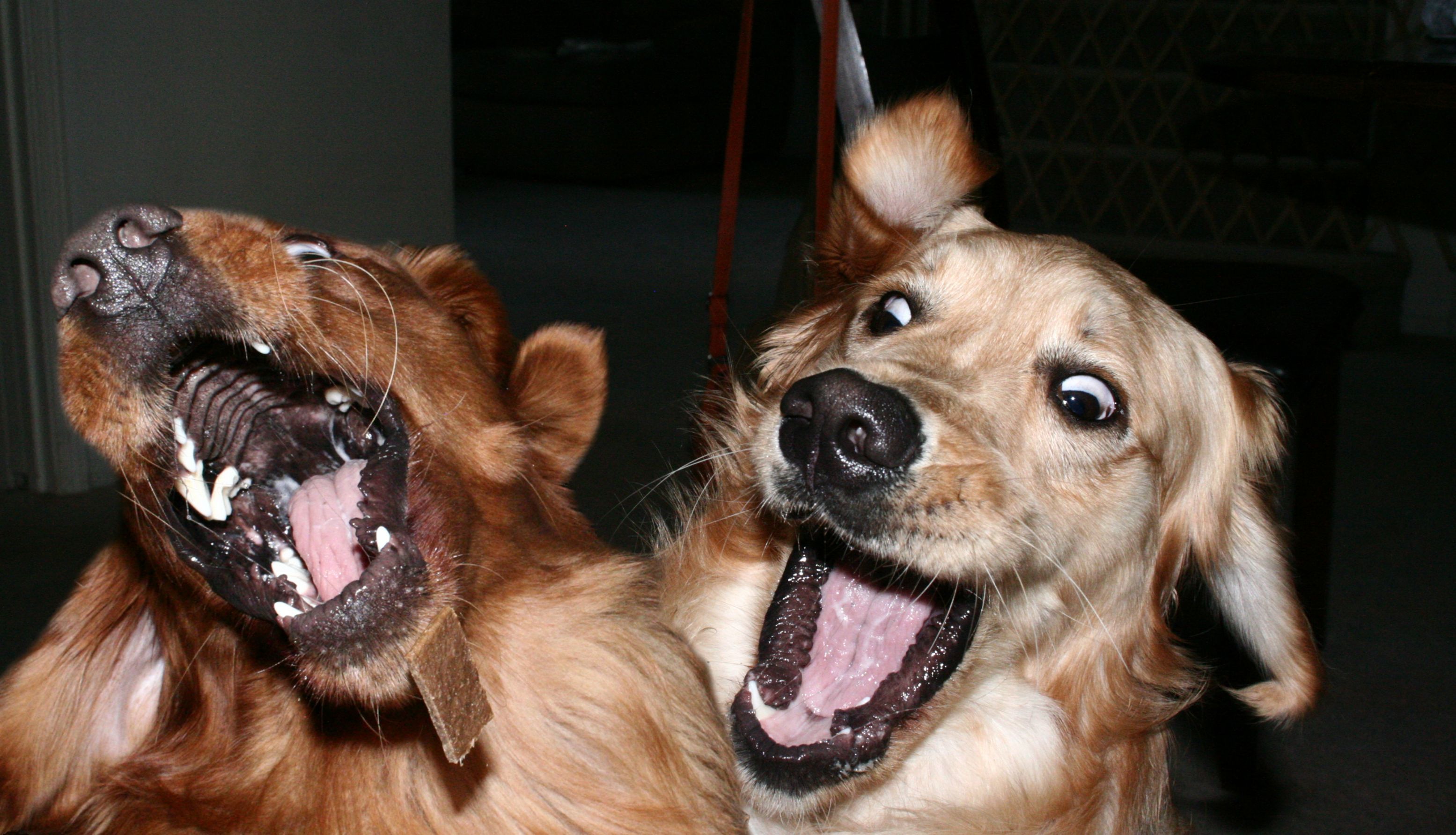 Ржачный рейтинг самых смешных, веселых и прикольных собак во всем мире