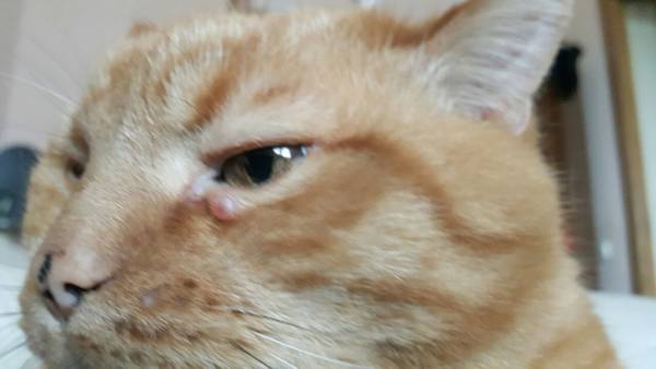 Из-за чего возникают гнойные раны на щеках у кошек?