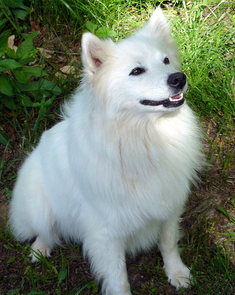 Американский эскимосский шпиц: описание и характеристики породы собак