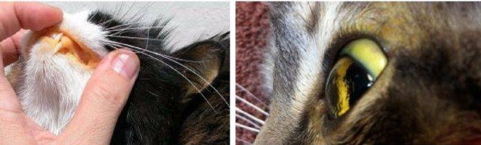 Желтуха, или гепатит у кошек: симптомы и лечение