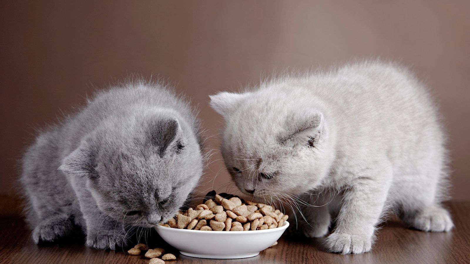 Чем кормить британского котенка и взрослого кота: выбор типа питания