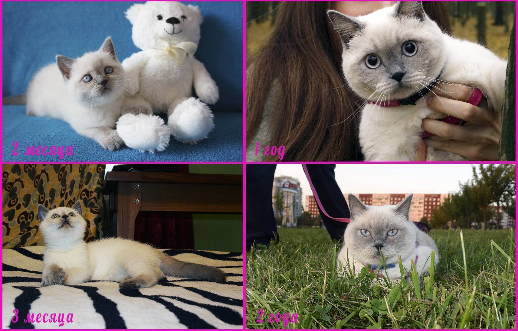 Сомнения в породе кошечки, помогите разобраться - британский котенок не становится плюшевой - запись пользователя анастасия (kisa33) в сообществе домашние животные в категории помогите советом - babyblog.ru