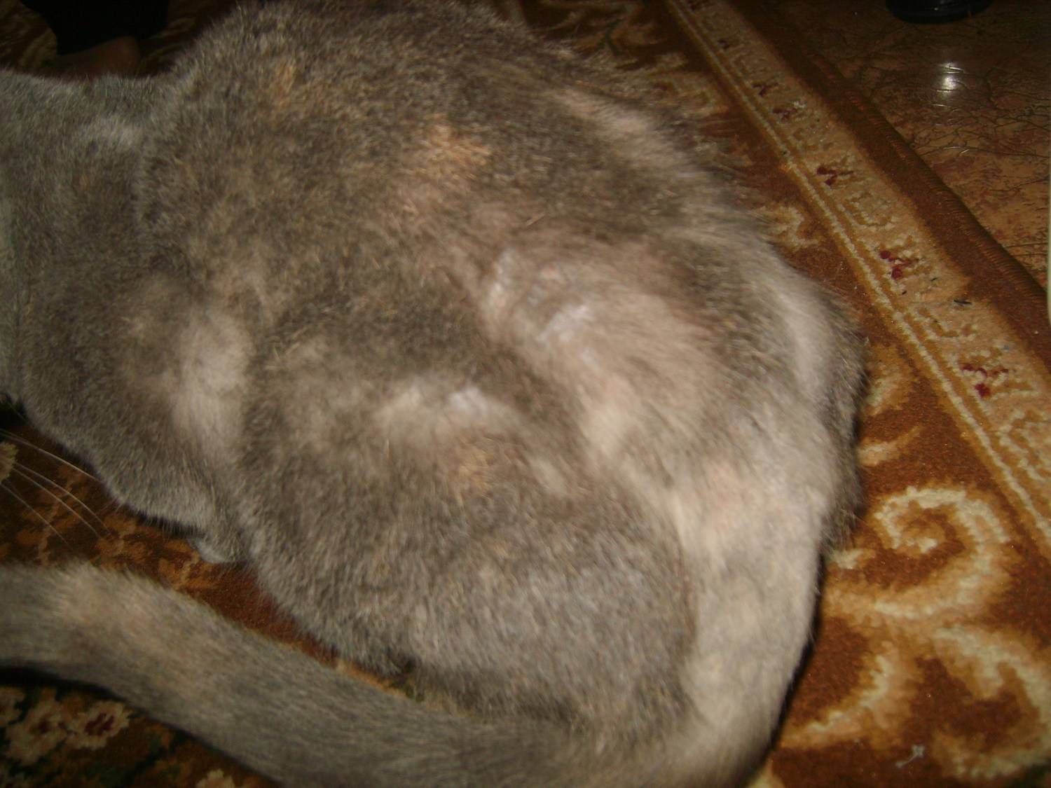 Что делать если кошка лысеет у хвоста - oozoo.ru