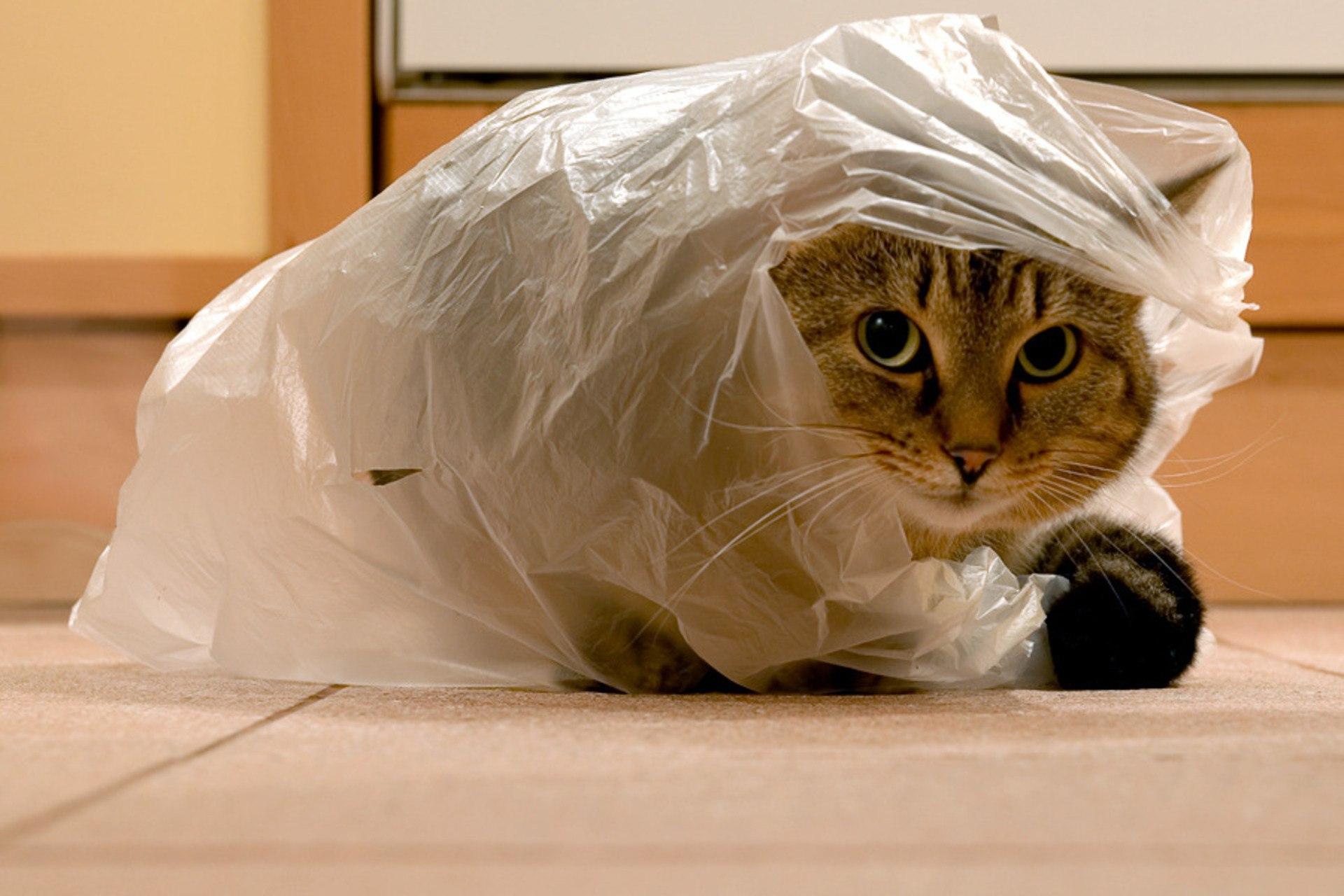 Что делать если съел пакет. Кот в мешке. Кот в целлофановом пакете. Кошка с ПАКЕ. Кот шуршит пакетом.