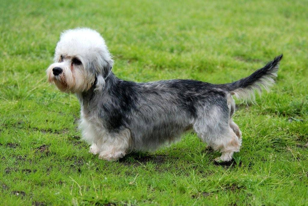 Денди-динмонт-терьер: описание породы собак с фото и видео
