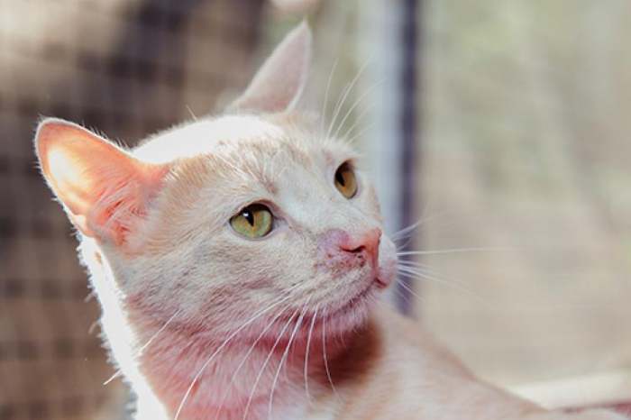 Стригущий лишай у кошек: признаки, виды и лечение дерматофитоза