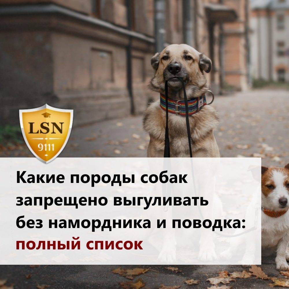 Правила и закон рф о выгуле собак 2019-2020 запреты ограничения и нормы |
 goodoger