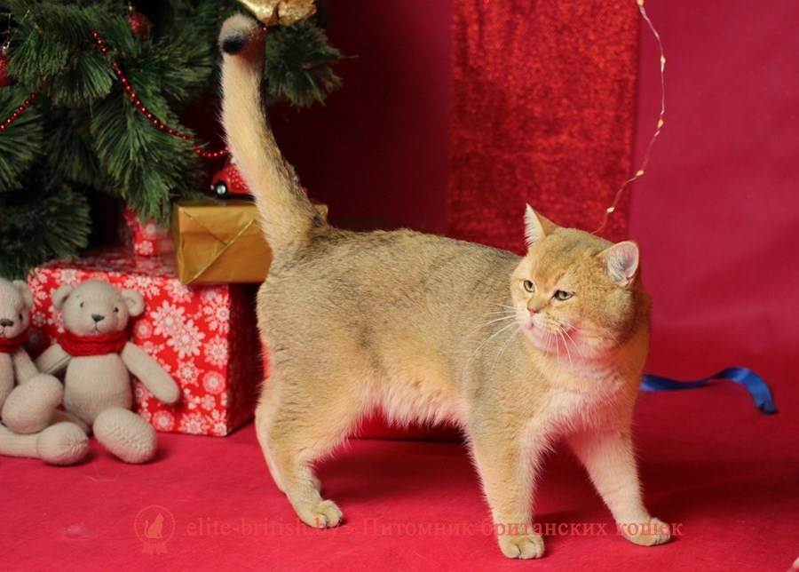 Британская короткошерстная кошка — статьи — rex24.ru: домашние животные, выбор, уход и воспитание, каталог компаний, эксперты.