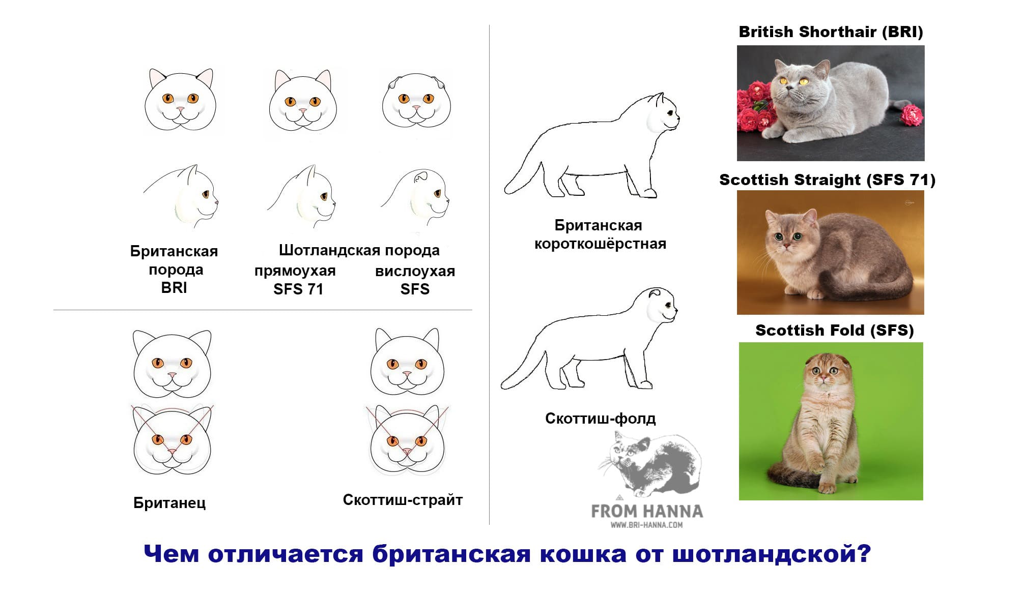 Вислоухие коты-британцы и шотландцы: чем отличаются британские и шотландские кошки, разница с фото
