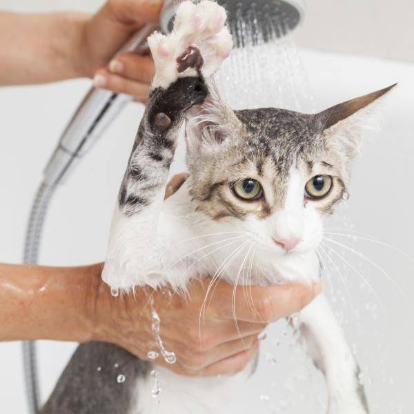 Моем кота: как часто купать, каким шампунем и с какого возраста?