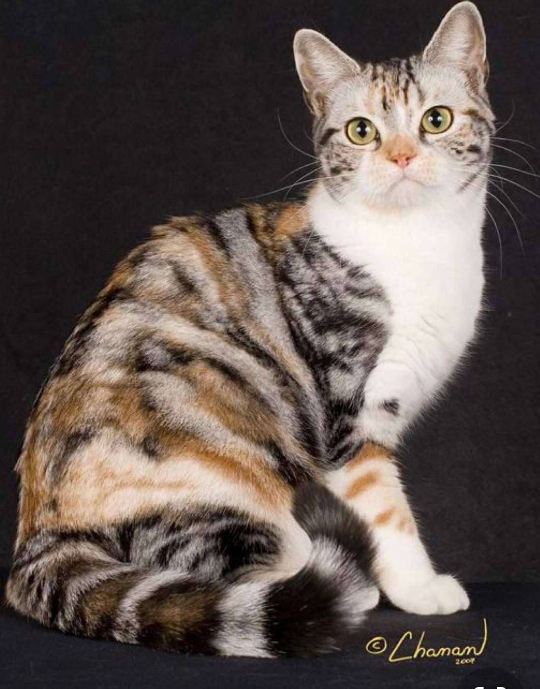 Породы кошек полосатых окрасов с фото и названиями