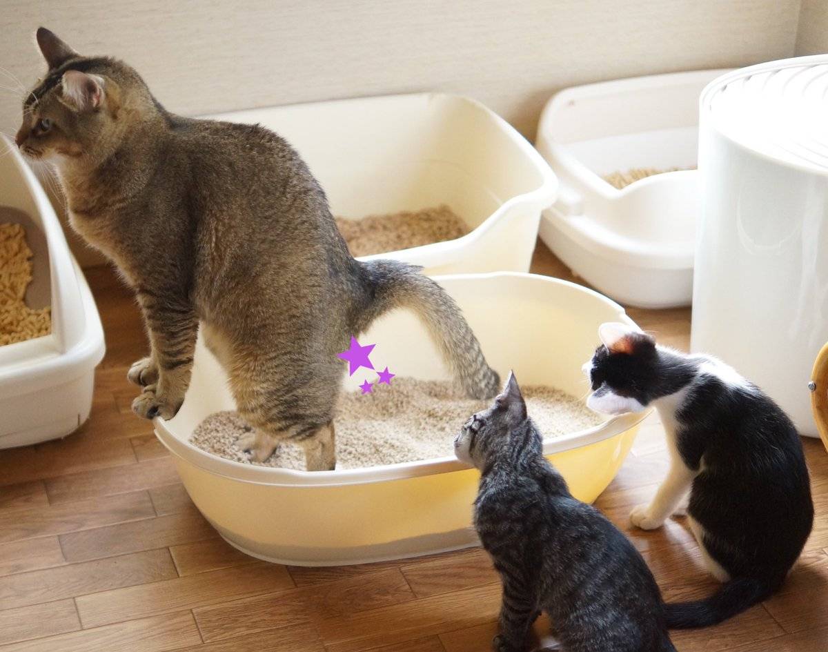 Как приучить котенка к лотку в квартире легко и быстро