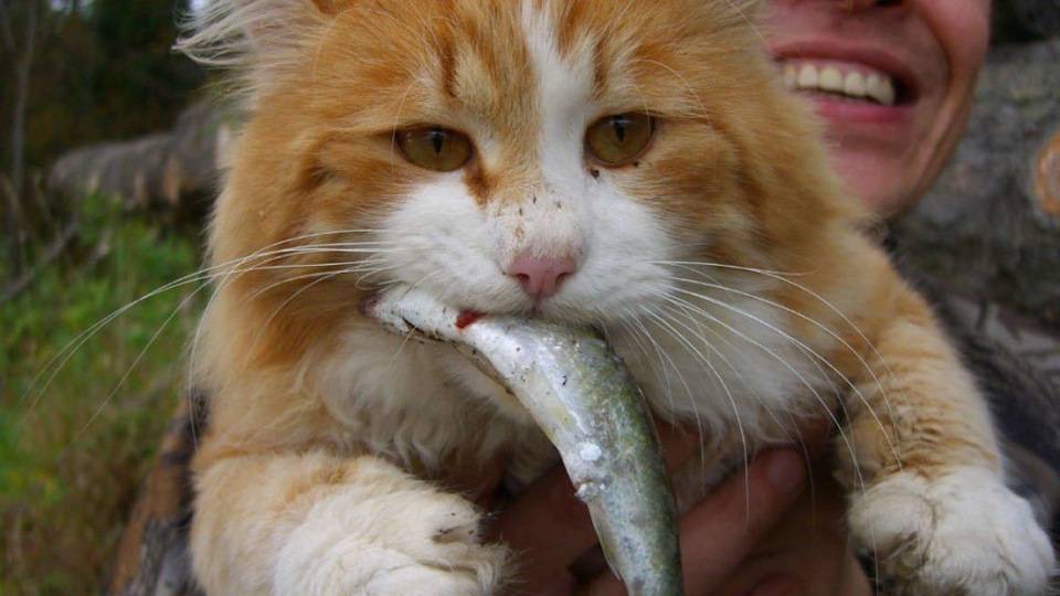 Можно ли кошкам есть рыбу