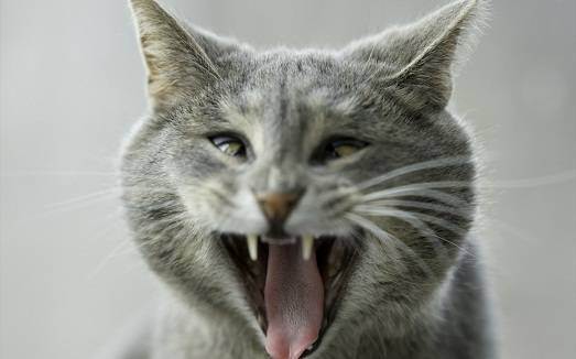Успокоительные капли и таблетки для котят и взрослых кошек при стрессе и агрессии: какие средства можно дать животному?