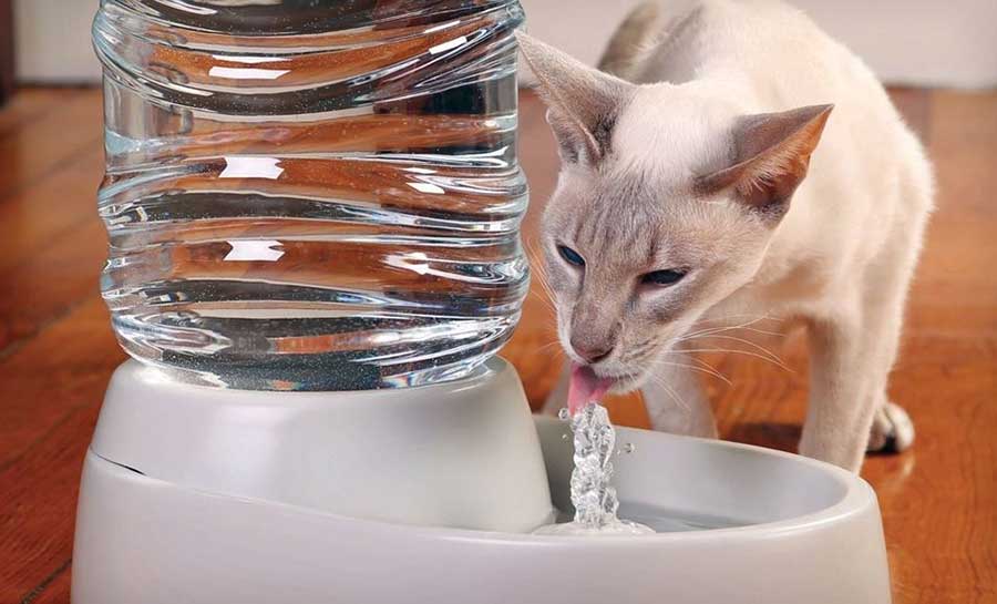 Котенок не пьет воду - как научить пить