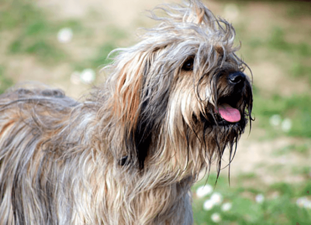 Пиренейская овчарка — описание породы собак