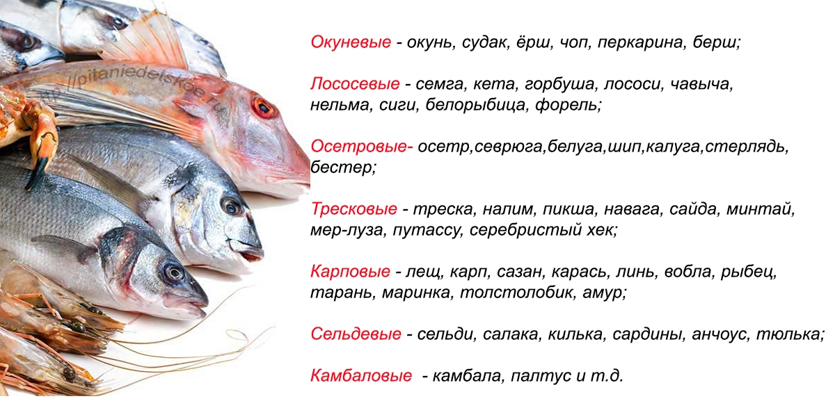 Можно ли кошкам рыбу: сколько можно давать, в чем польза и вред, какую нельзя, сочетание с кормами