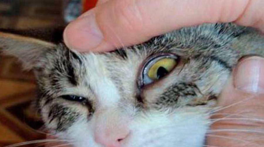 У котенка гноятся глаза: причины, опасность, способы лечения