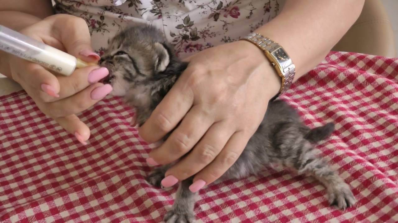 Как кормить новорожденного котенка без кошки?