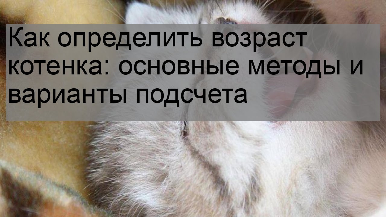 Как узнать возраст найденного котенка - gafki.ru