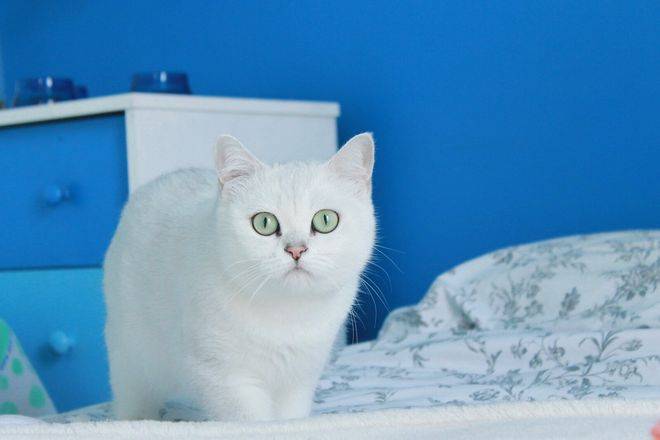 Британские кошки (57 фото): описание характера котов и котят. как они выглядят? особенности разновидностей породы. отзывы владельцев