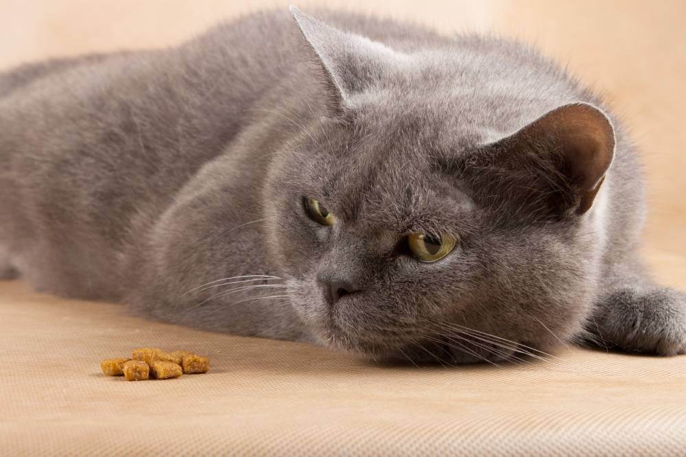 Что делать, если кошка не ест, причины и решения проблемы, видео