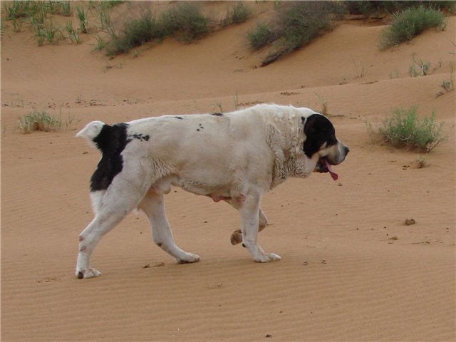 Бульдозер — самый большой пёс и рекордсмен породы алабай