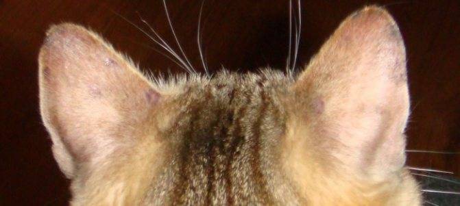 У кошки горячие уши и голова – что это значит: причины повышения температуры и покраснения ушек