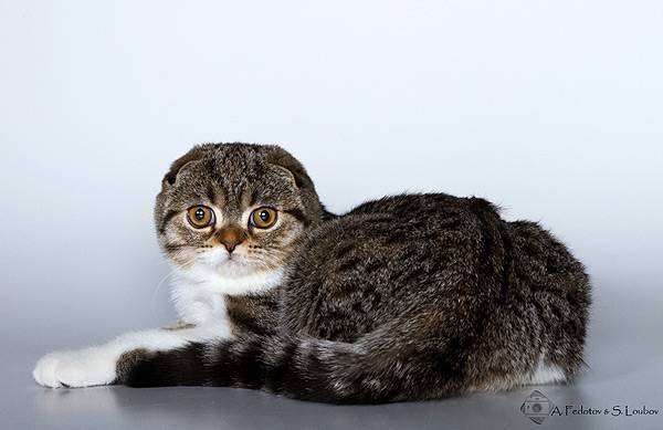 Шотландская порода кошек: описание, характер, особенности содержание породы
