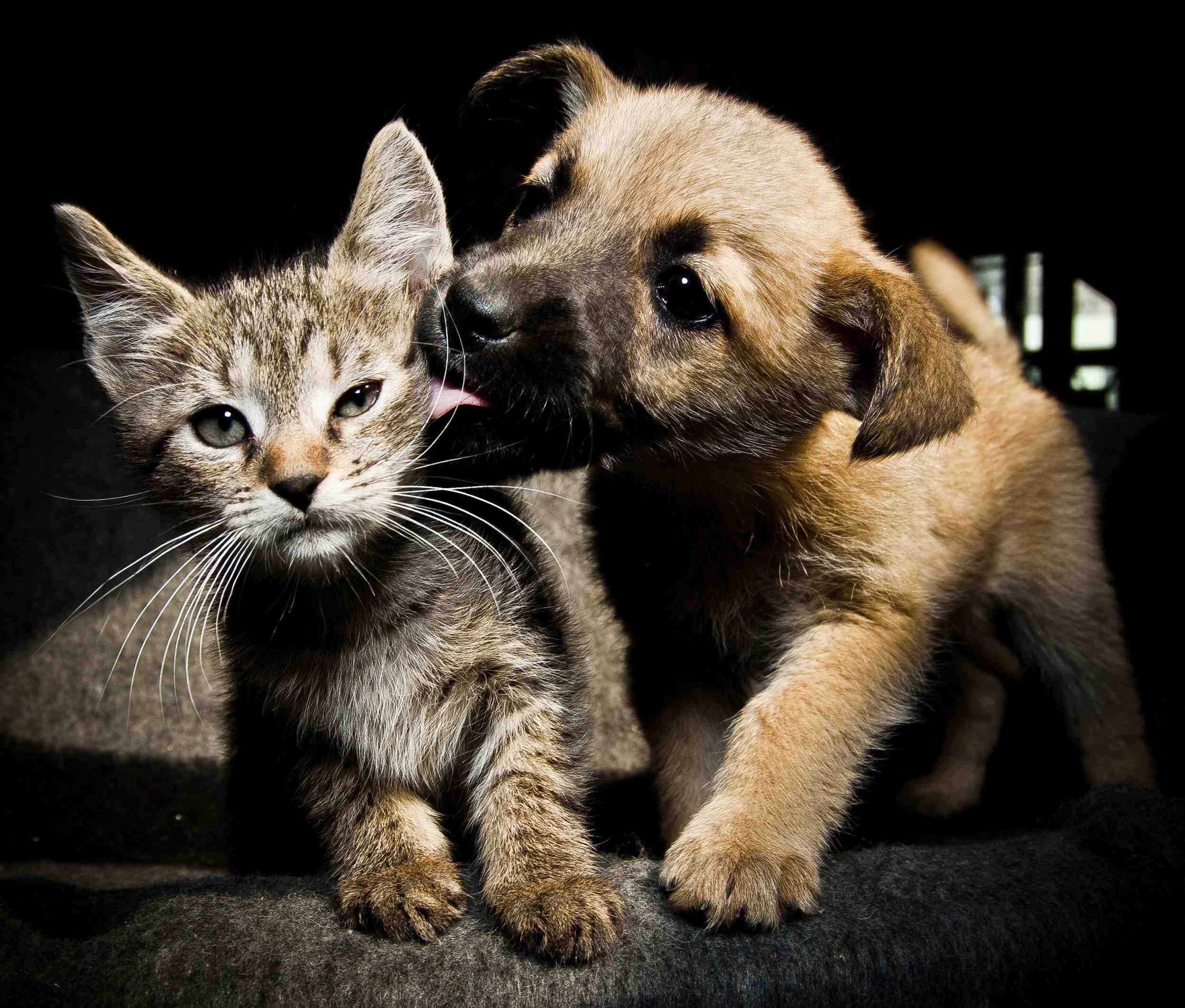 Dog and cat playing. Кошки и собаки. Щенок и котенок. Киски и собачки. Любимые животные.