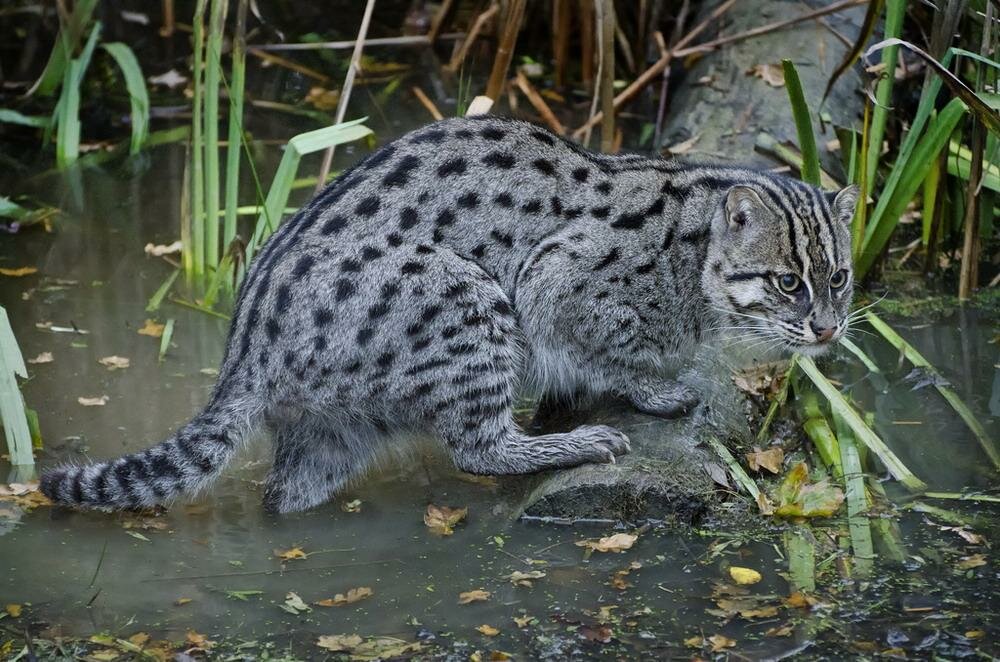 Самое подробное описание породы водяных виверровых кошек рыболовов