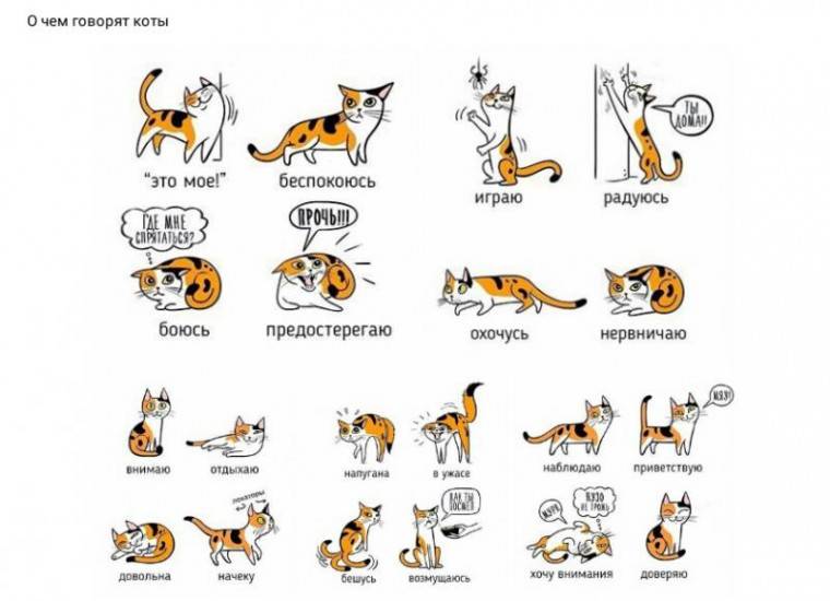Как научить кота разговаривать? правила обучения животных человеческой речи