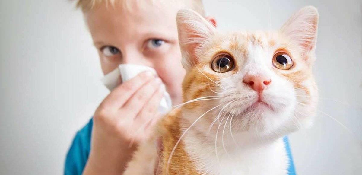 Как проявляется аллергия на кошек у детей: признаки, симптомы и лечение