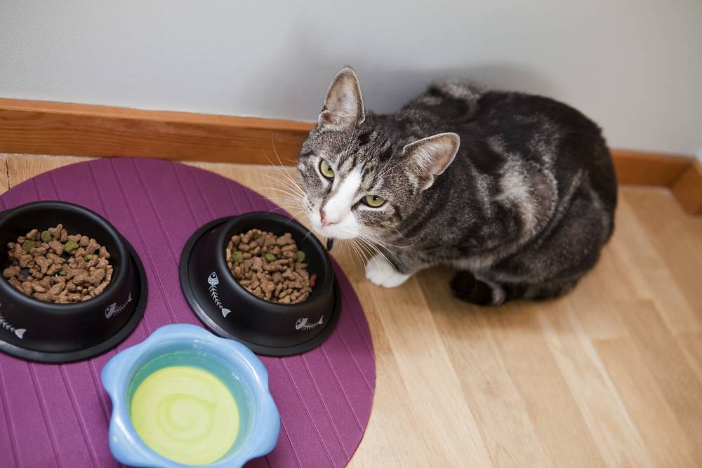 Уход и содержание кошек в домашних условиях: правильное питание