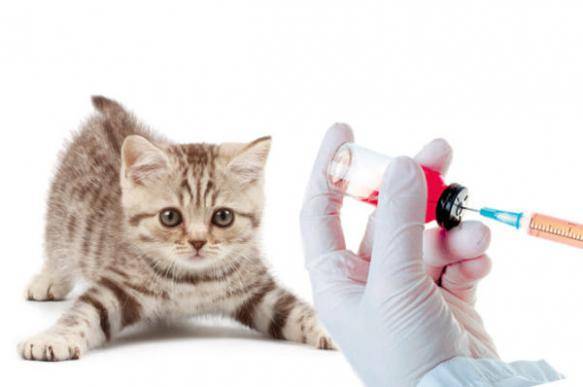Нужны ли кошкам прививки | мои домашние питомцы